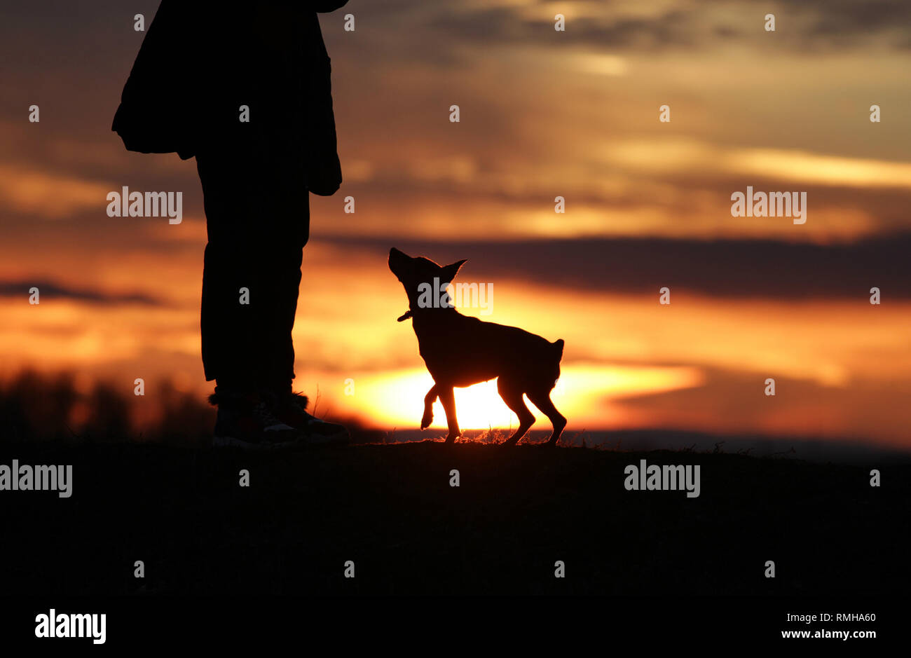 Piccolo Cane pinscher miniatura dancing sullo sfondo di un bellissimo tramonto. Foto Stock