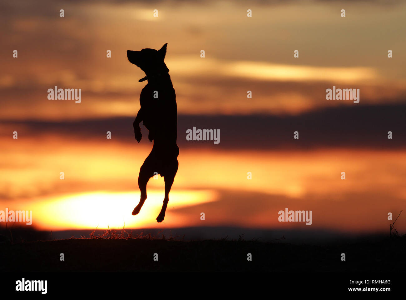 Piccolo Cane pinscher miniatura dancing sullo sfondo di un bellissimo tramonto. Foto Stock