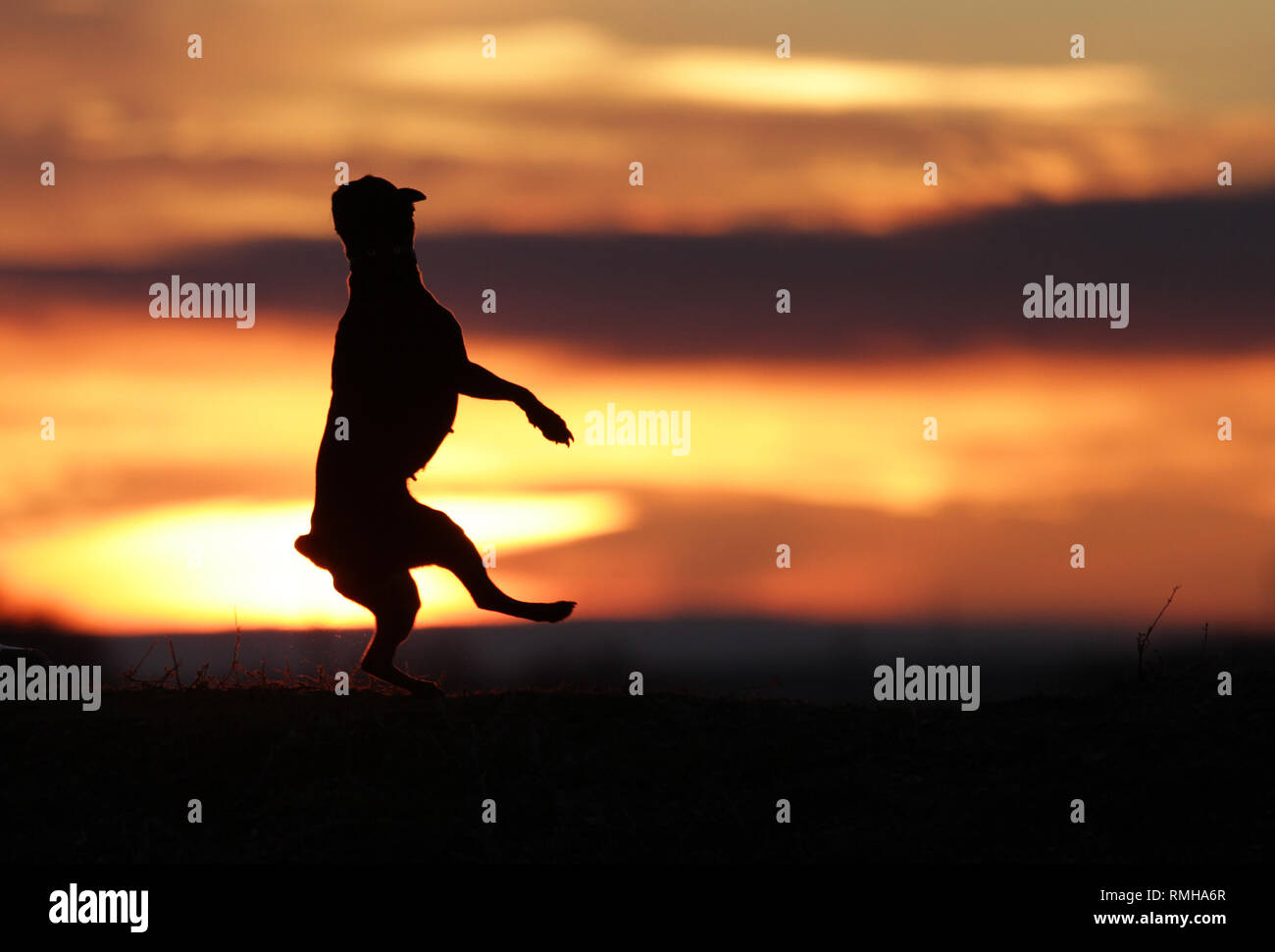 Piccolo Cane pinscher miniatura dancing sullo sfondo di un bellissimo tramonto. Foto Stock