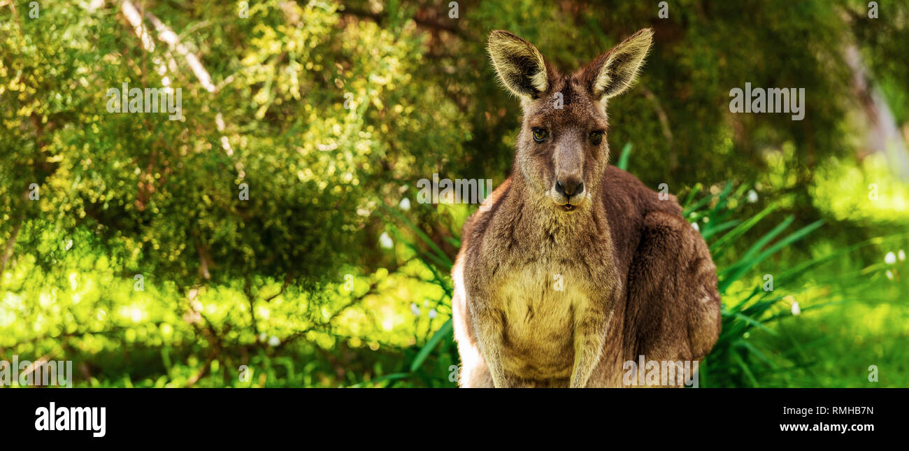 Kangaroo nel selvaggio in Australia con spazio di copia Foto Stock