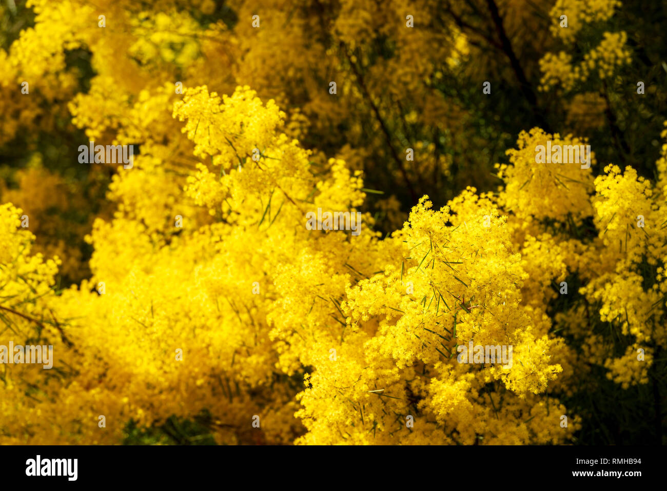 Di colore giallo brillante graticcio fiori ad albero nella messa a fuoco poco profonda Foto Stock