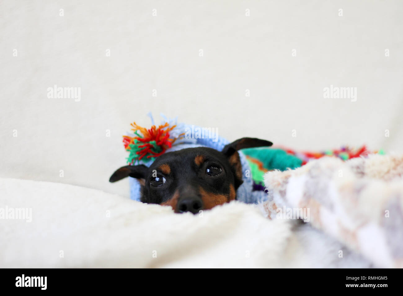 Carino accogliente cane di razza pinscher in miniatura in variopinti vestiti a maglia giacente in una coperta Foto Stock