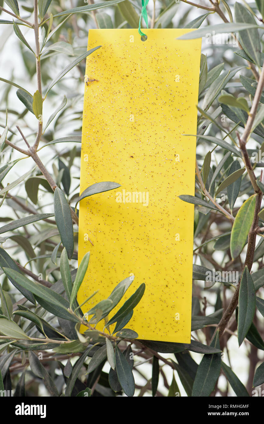 Giallo trappola per insetti su una serra ulivo Foto Stock