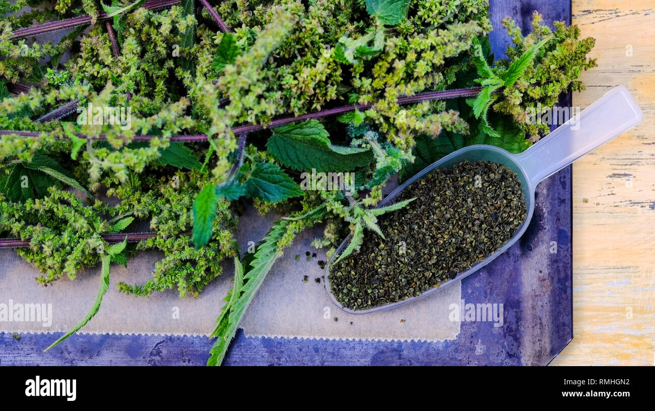 Wild semi di ortica scientificamente chiamato Urtica dioica hefty dose di potenza naturale,ferro, immunità e più energia al giorno Foto Stock