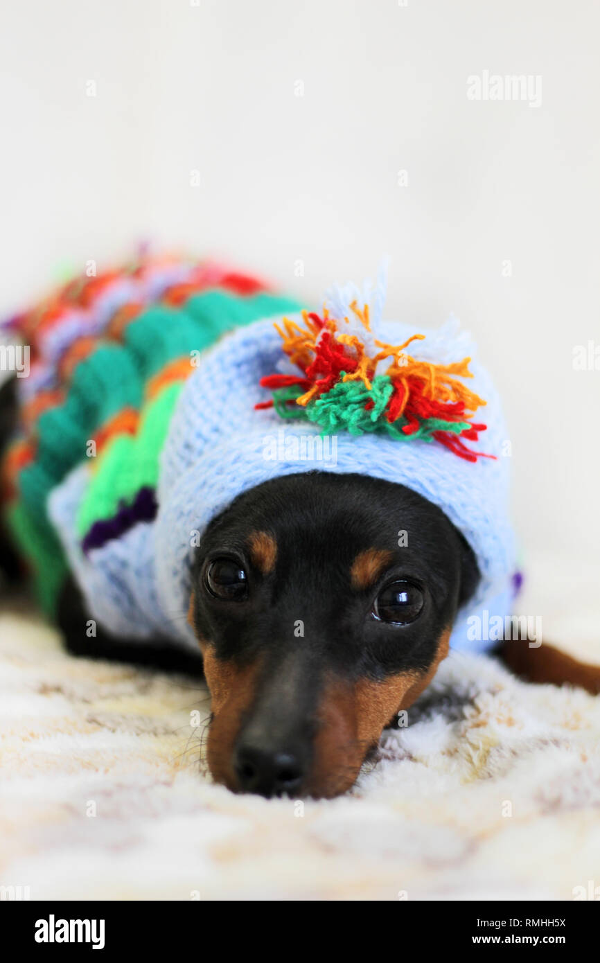 Carino accogliente cane di razza pinscher in miniatura in variopinti vestiti a maglia giacente in una coperta Foto Stock