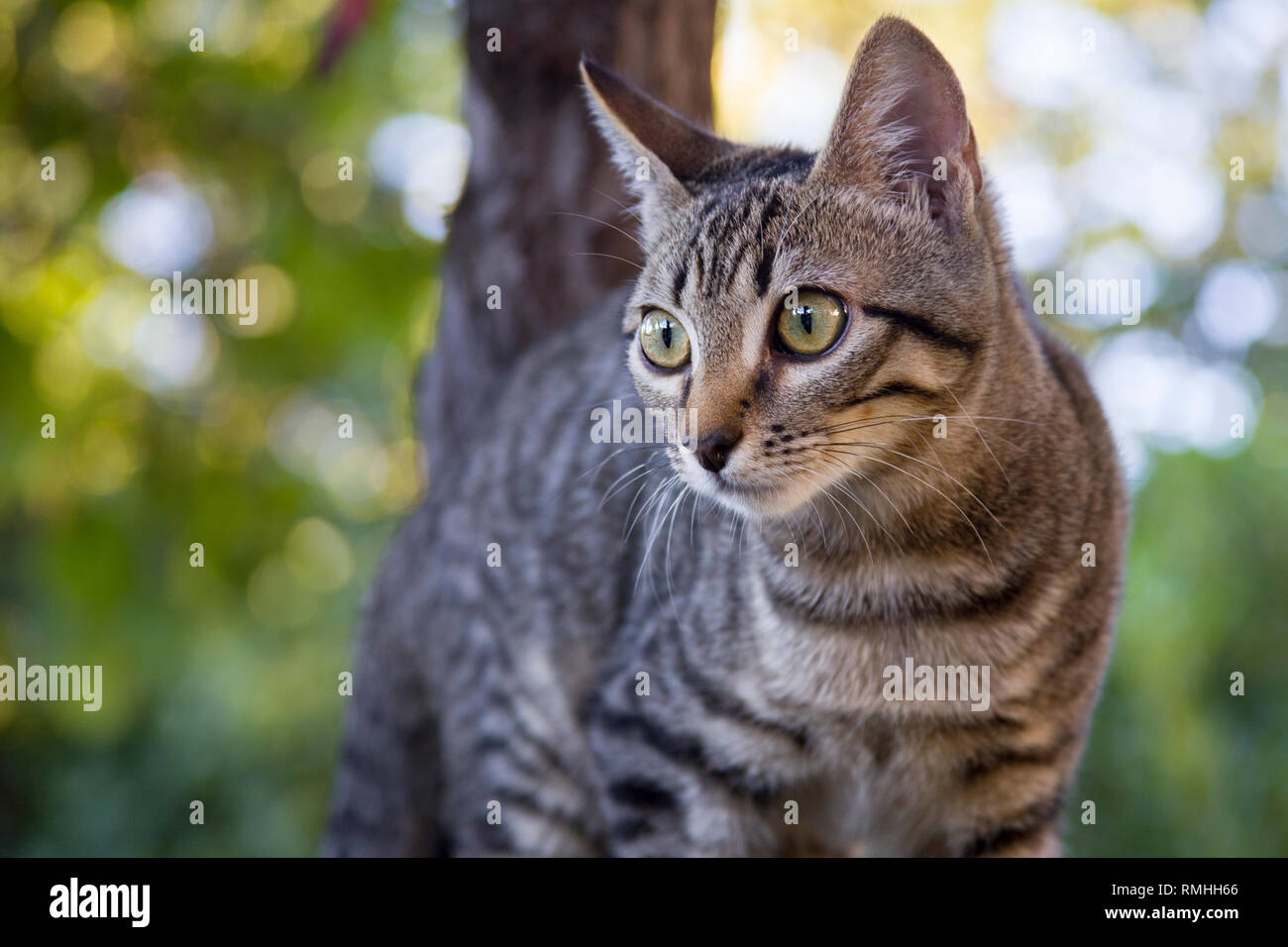 Striped kitten si arrampica su un albero nel giardino Foto Stock