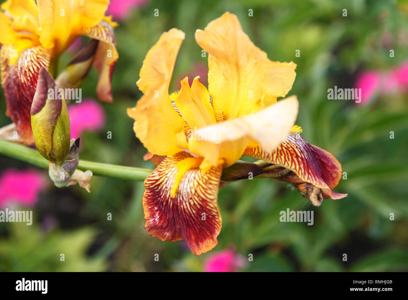 Iridi colorate in fiore nel giardino. Fiori e bocciolo giallo iris close-up, soft focus. Foto Stock