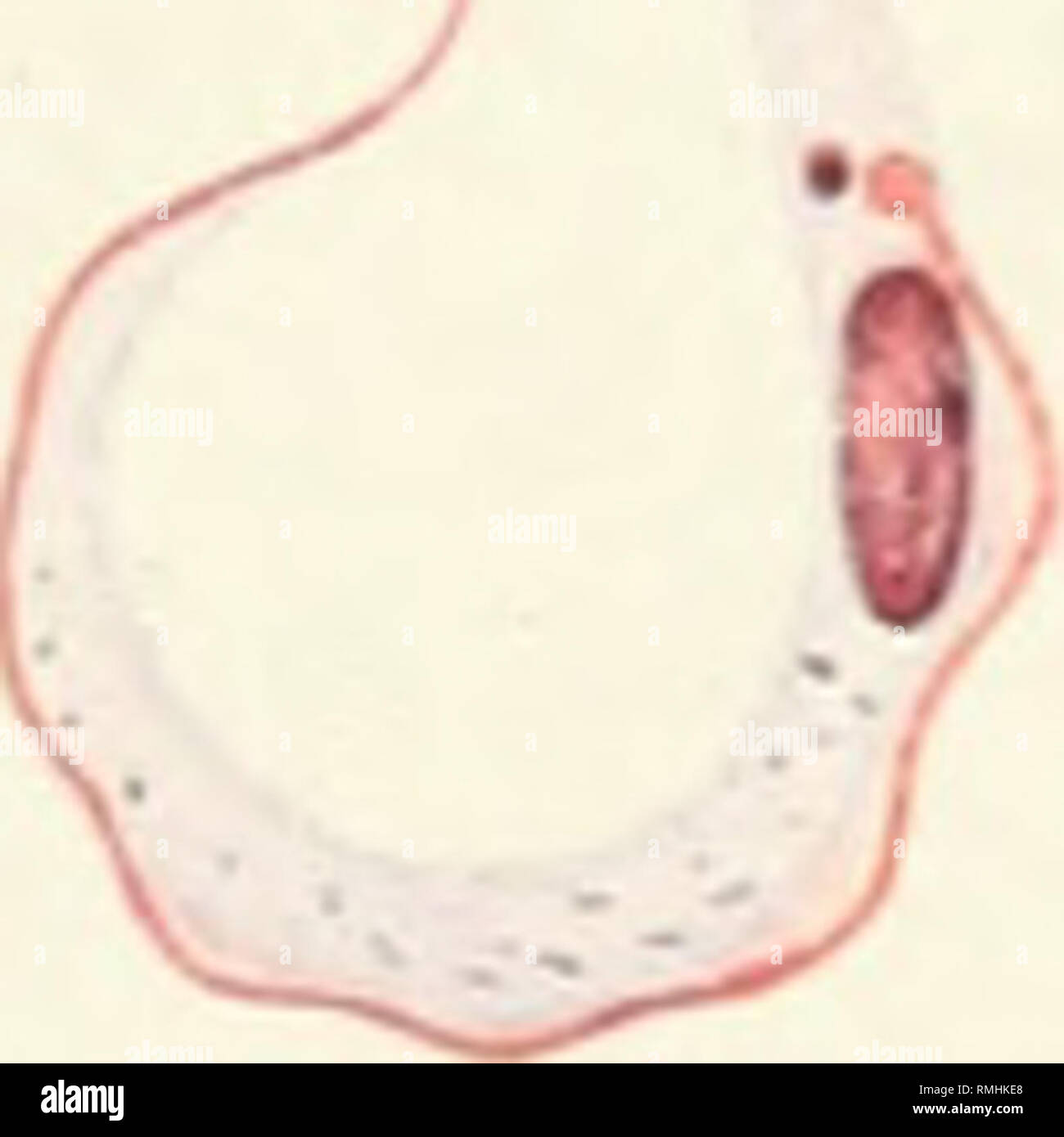 . Annali di medicina tropicale e parassitologia. Parassiti. V // ?. * 18 19 "JO OQ P4 LAS' ?0 * ? O 0 °% o • Co 1 'V J A. Sinton.del. TRYPANOSOMA GAMBIENSE nelle culture. Si prega di notare che queste immagini vengono estratte dalla pagina sottoposta a scansione di immagini che possono essere state migliorate digitalmente per la leggibilità - Colorazione e aspetto di queste illustrazioni potrebbero non perfettamente assomigliano al lavoro originale. Liverpool Scuola di Medicina Tropicale. Liverpool University Press [ecc. ] Foto Stock