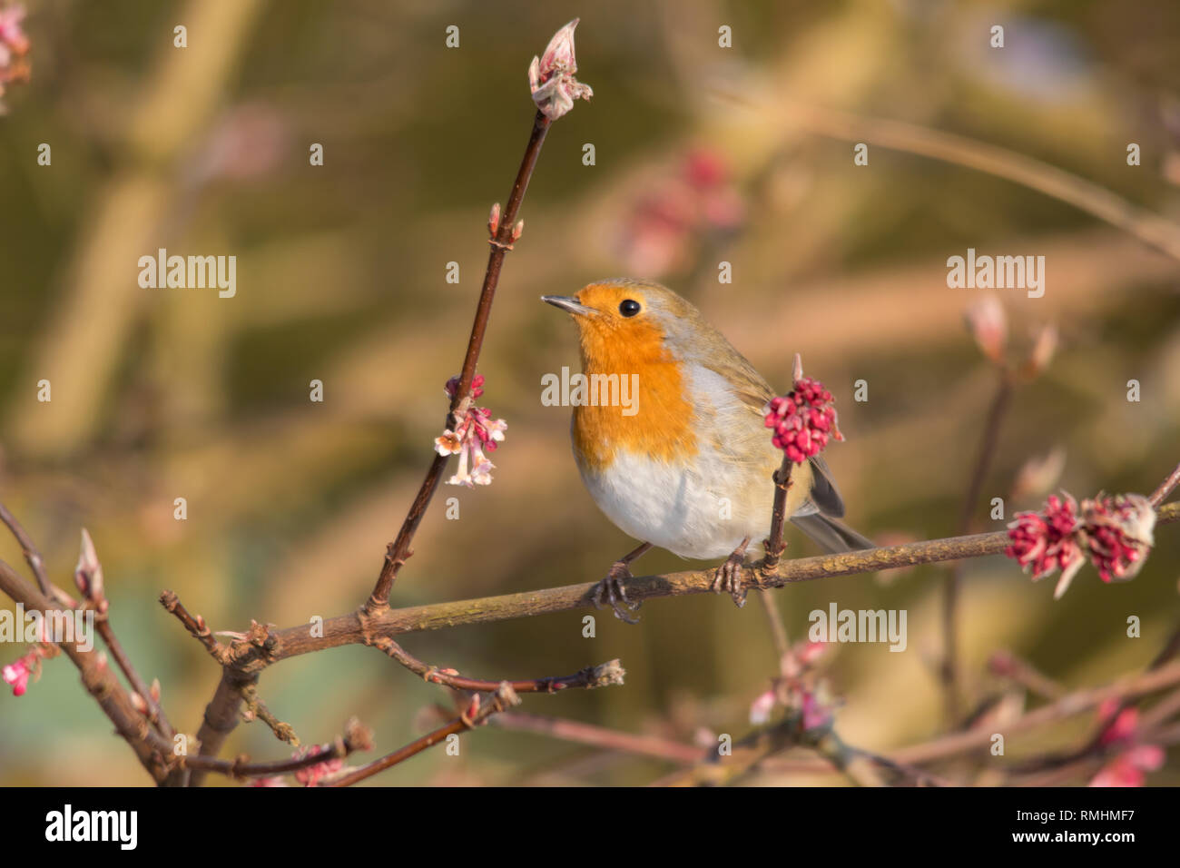 Unione Robin (Erithacus rubecula) nel giardino Foto Stock