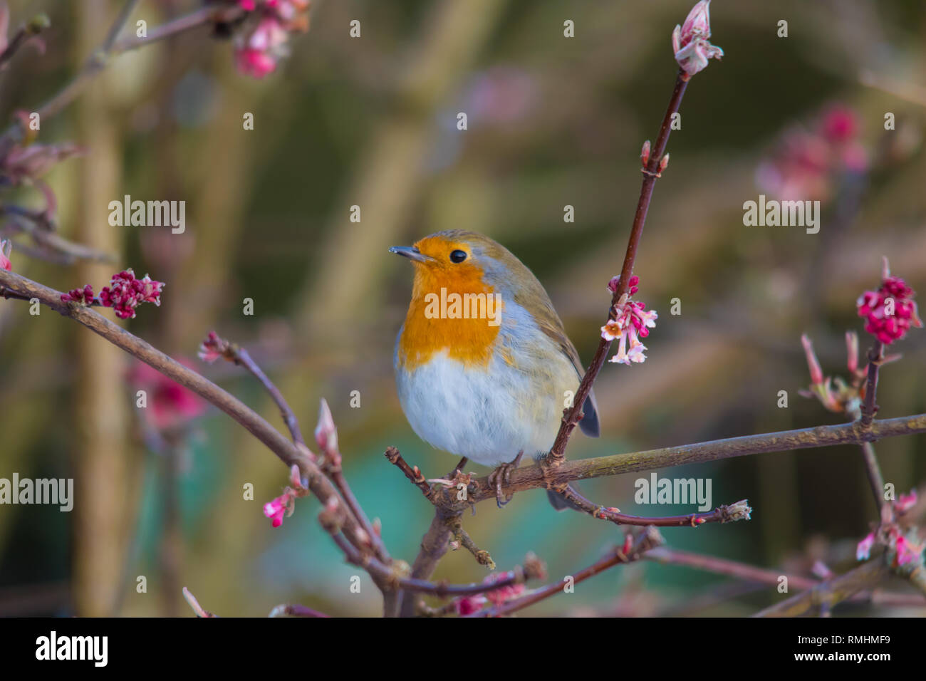 Unione Robin (Erithacus rubecula) nel giardino Foto Stock