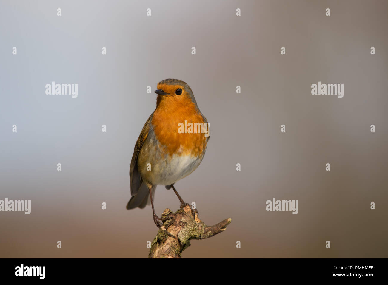 Unione Robin (Erithacus rubecula) nel giardino Foto Stock