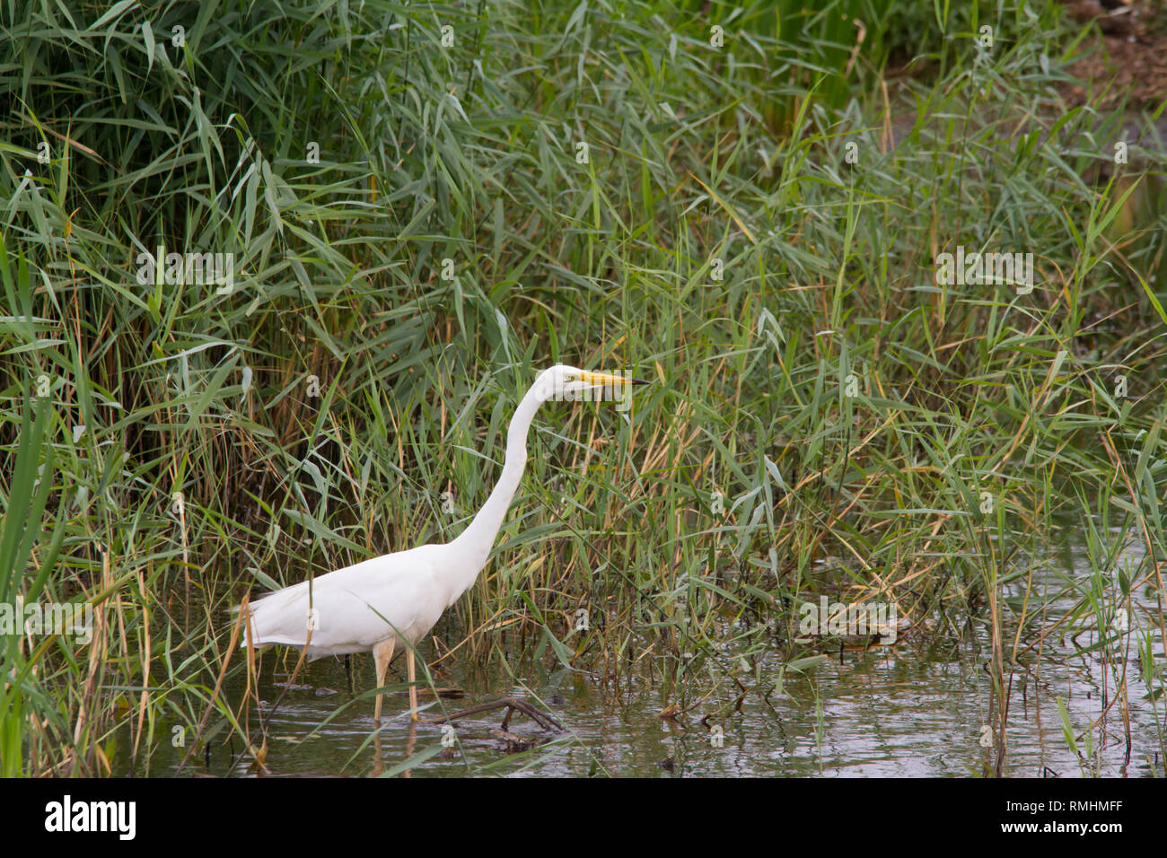 Airone bianco maggiore (Ardea alba) caccia in una piscina. Foto Stock