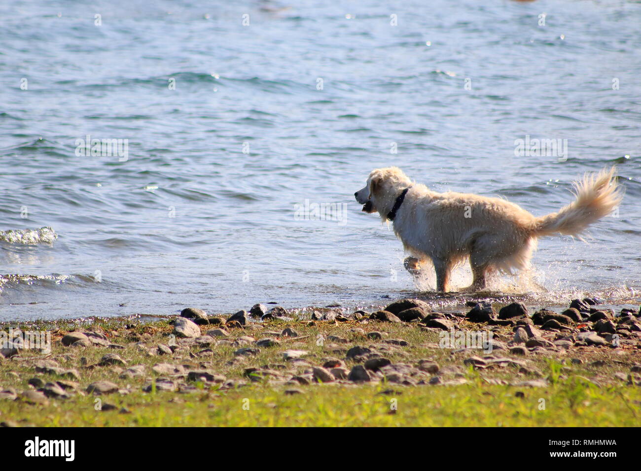 Golden Redriever Hund springt im Wasser, am Ufer vom vedere, umher und hat Spaß Foto Stock