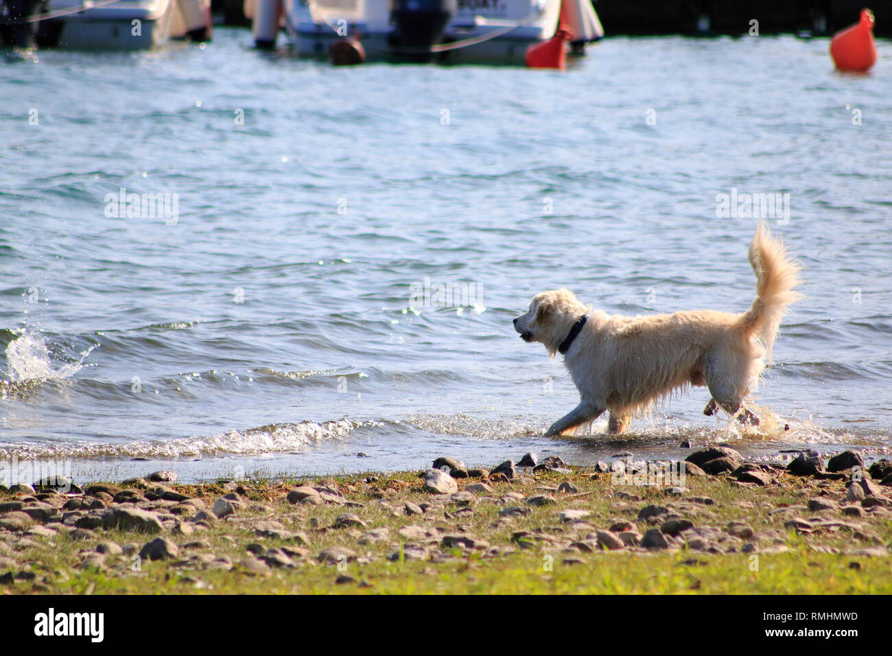 Golden Redriever Hund springt im Wasser, am Ufer vom vedere, umher und hat Spaß Foto Stock