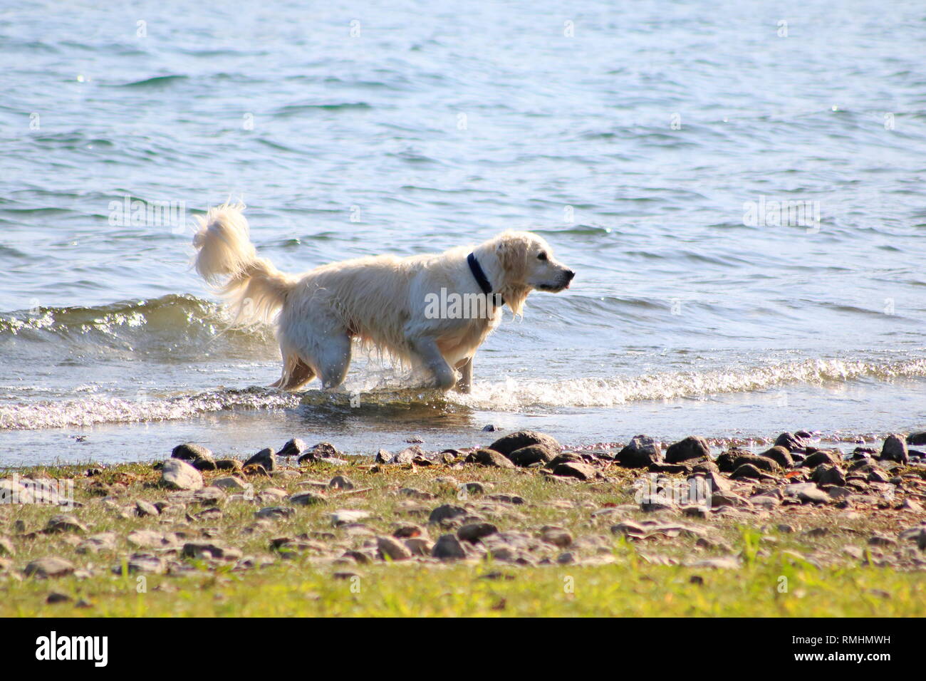 Golden Redriever Hund springt im Wasser, am Ufer vom vedere, umher und hat Spaß Foto Stock