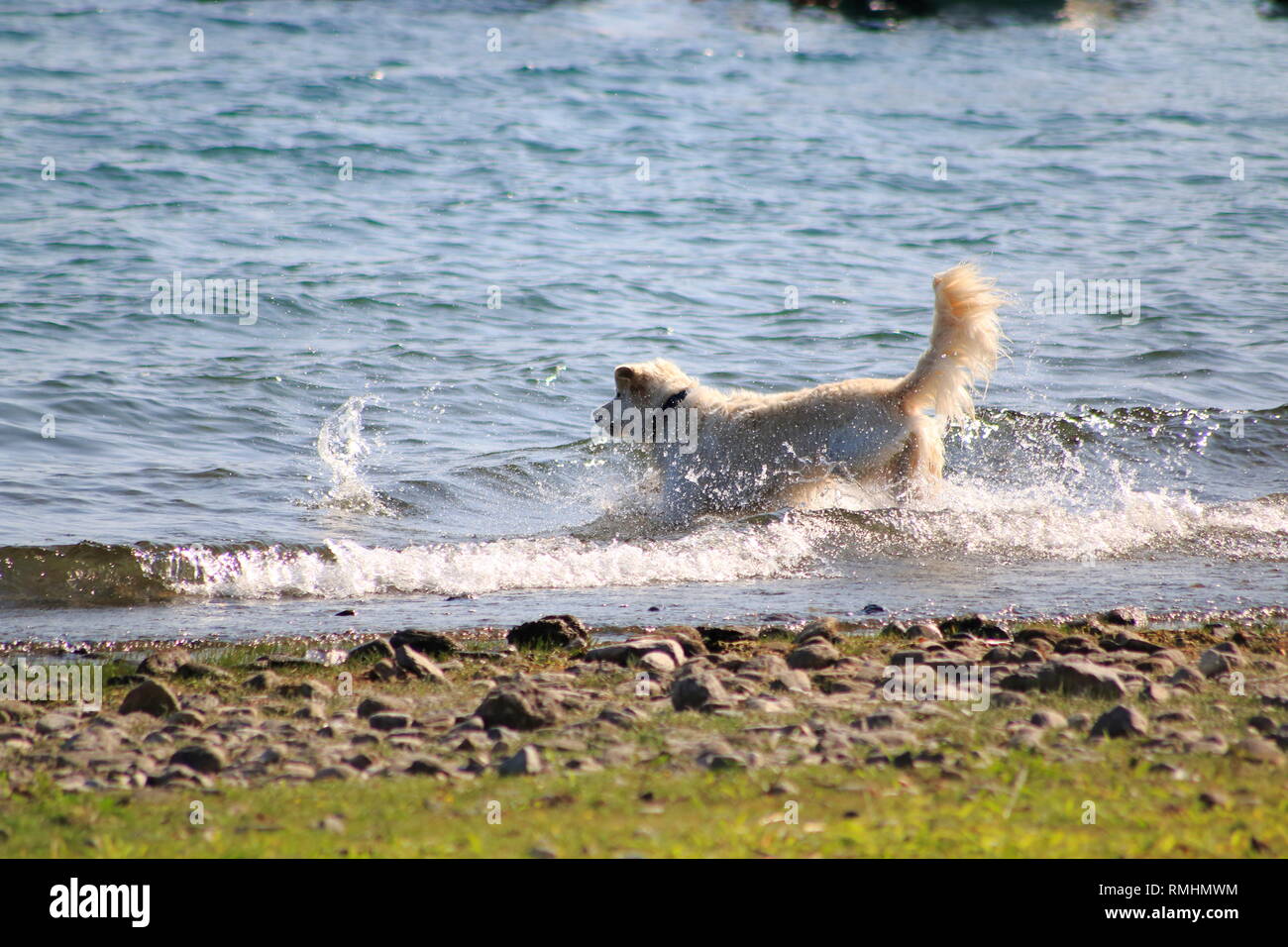 Golden Redriever Hund springt im Wasser, am Ufer vom vedere, umher und hat Spaß Foto Stock