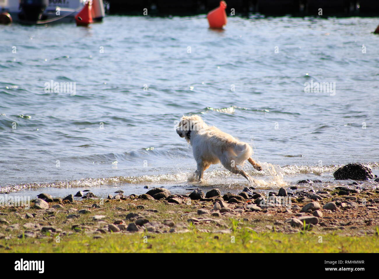 Golden Redriever Hund springt im Wasser, am Ufer vom vedere, umher und hat Spaß Foto Stock