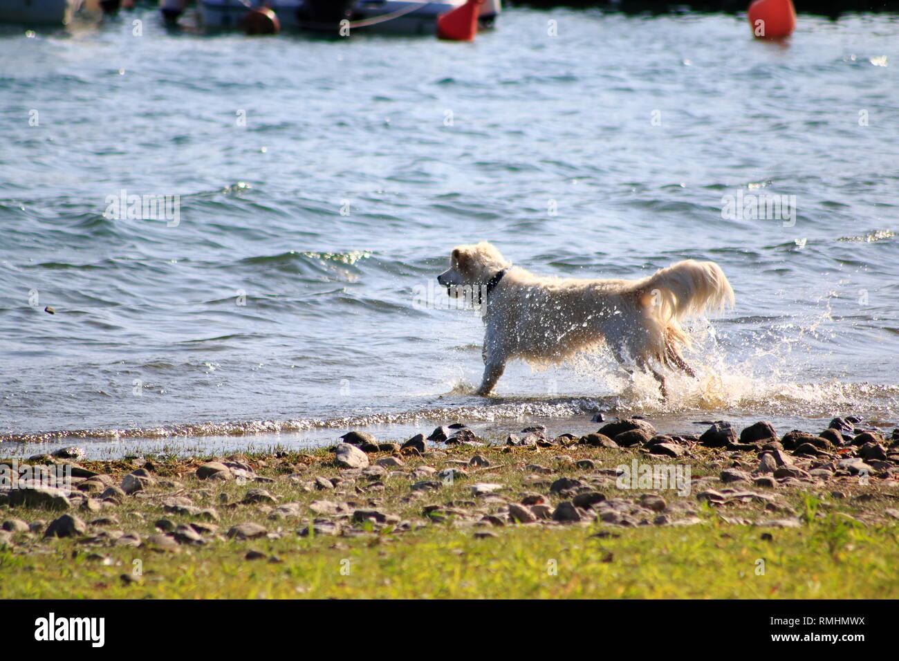 Golden Redriever Hund springt im Wasser, am Ufer vom vedere, umher und hat Spaß Foto Stock