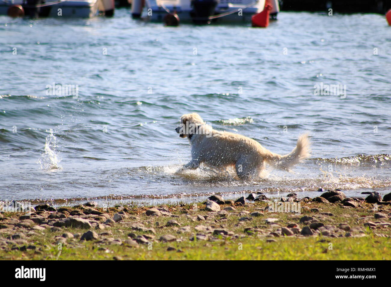 Golden Redriever Hund springt im Wasser, am Ufer vom vedere, umher und hat Spaß Foto Stock