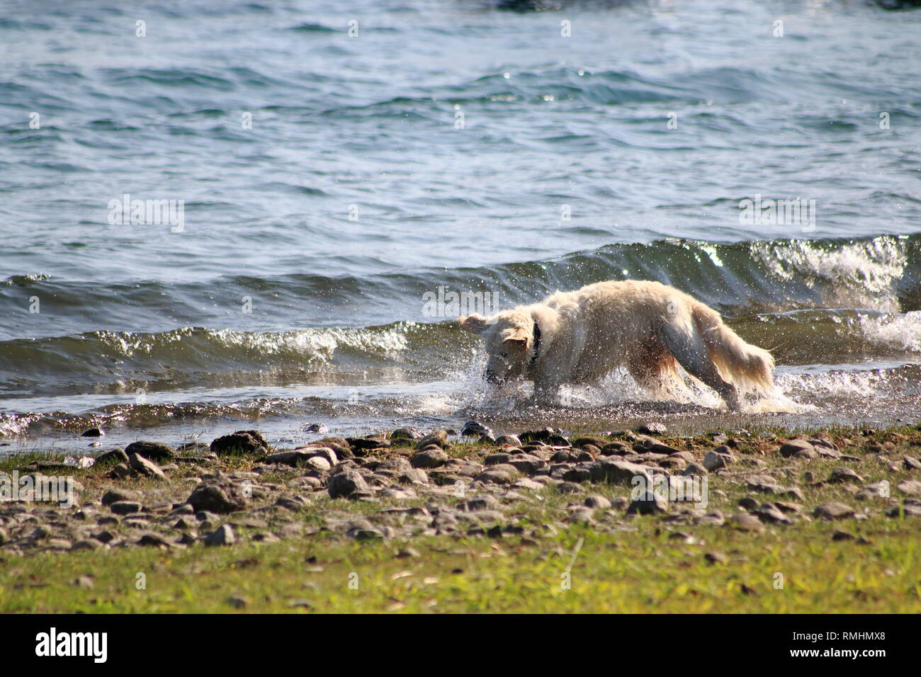 Golden Redriever Hund springt im Wasser, am Ufer vom vedere, umher und hat Spaß Foto Stock