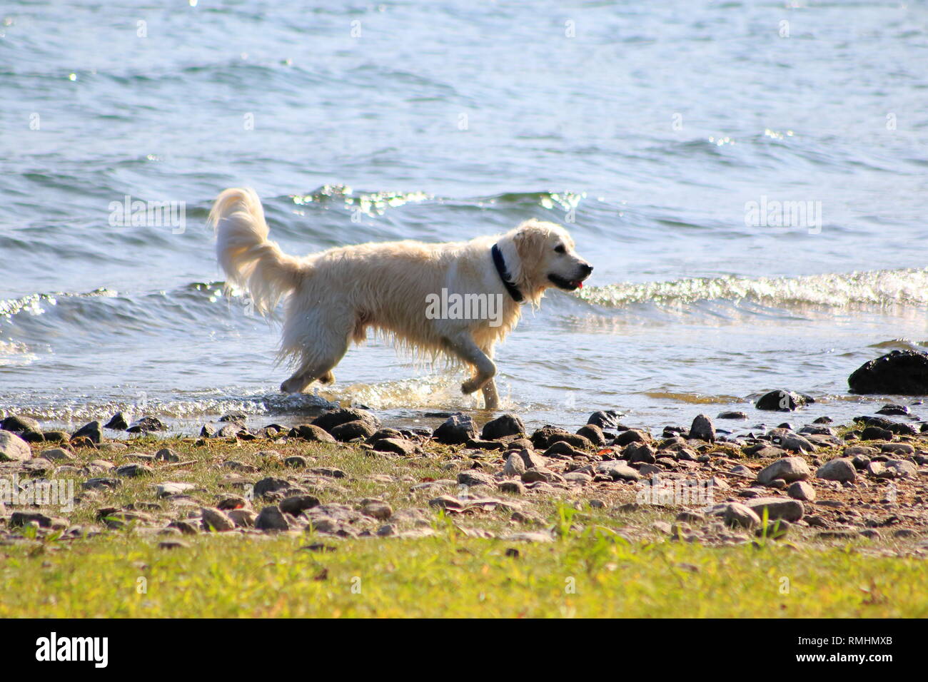 Golden Redriever Hund springt im Wasser, am Ufer vom vedere, umher und hat Spaß Foto Stock