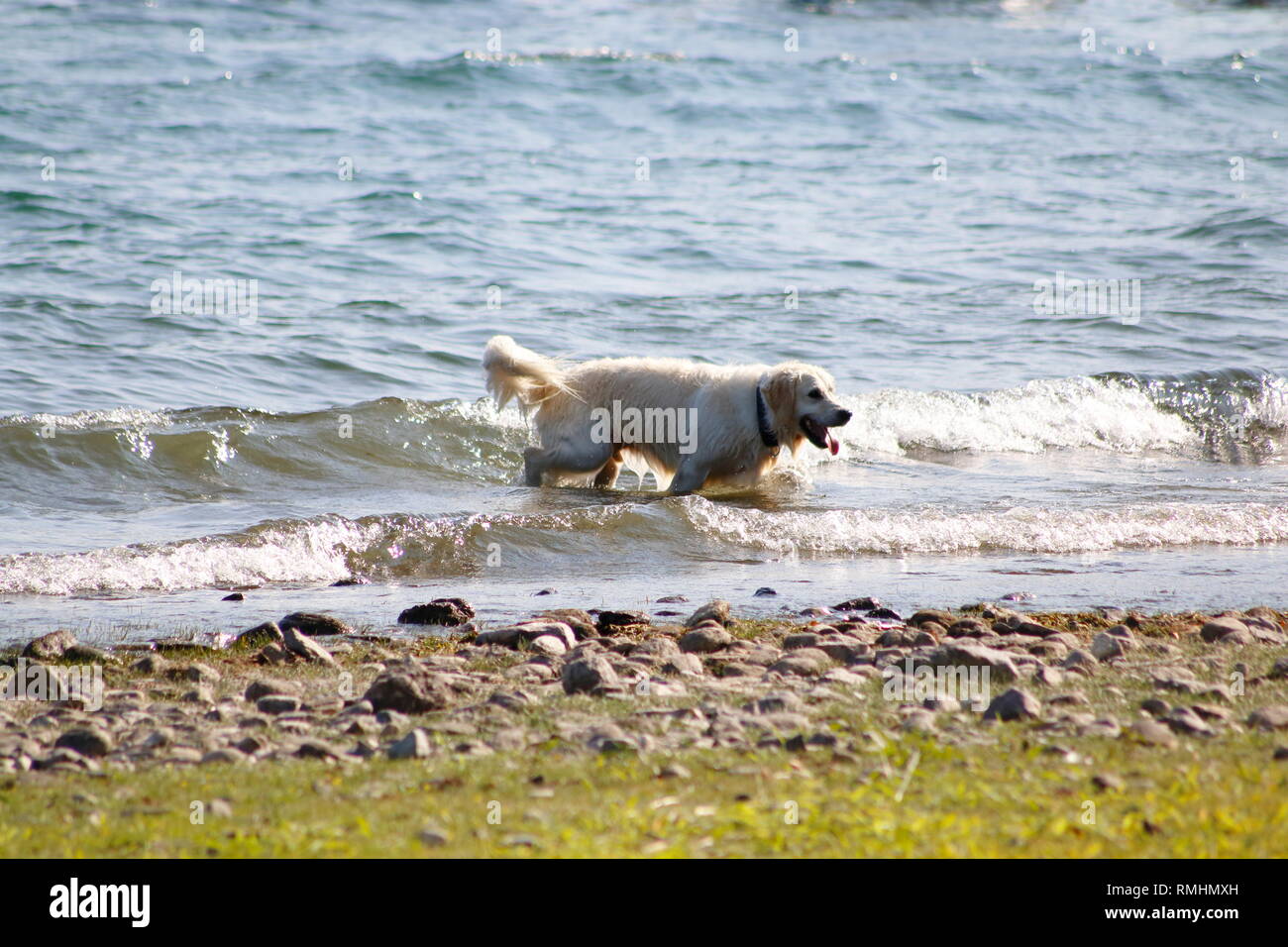 Golden Redriever Hund springt im Wasser, am Ufer vom vedere, umher und hat Spaß Foto Stock