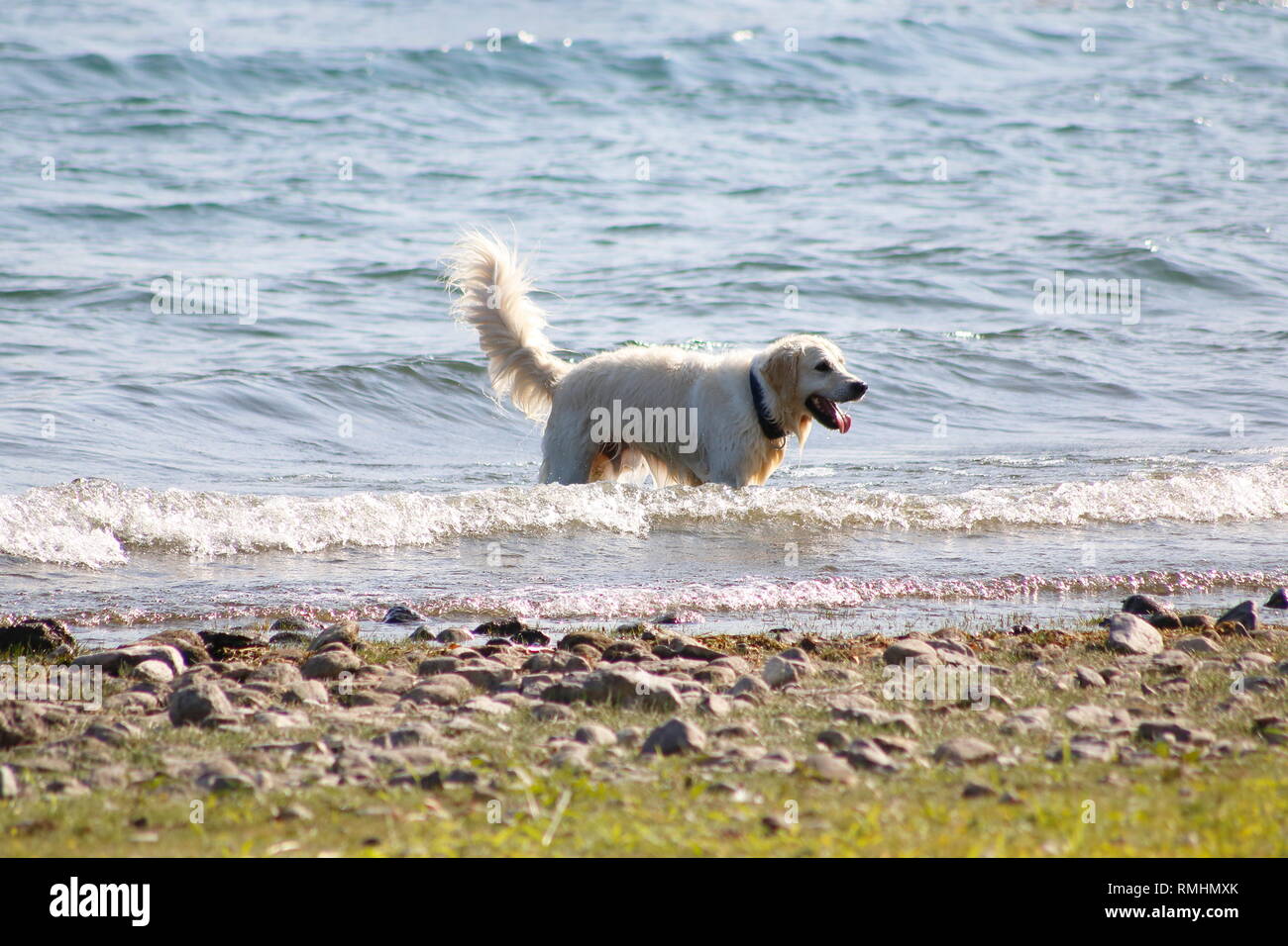Golden Redriever Hund springt im Wasser, am Ufer vom vedere, umher und hat Spaß Foto Stock