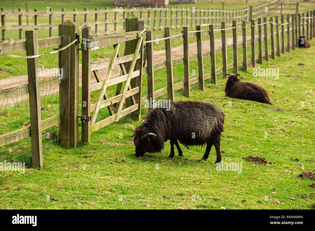 Pecora nera in un campo, Sandy, Bedfordshire, Regno Unito Foto Stock