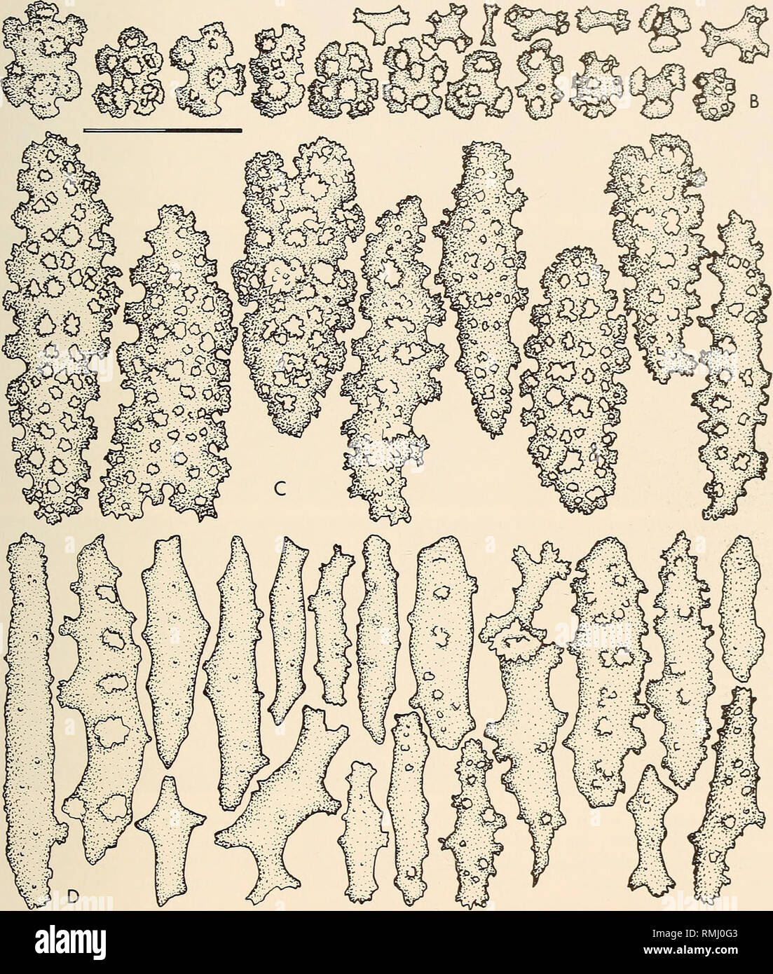 British orgia canale