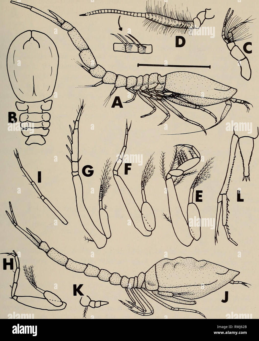 . Annali della South African Museum = Annale van die Suid-Afrikaanse museo. Storia naturale. SOUTHERN AFRICAN CUMACEA: Parte 3 159. Fig. 7. Platysympus depressus sp. nov. Maschio adulto, holotype. A. vista laterale. B. vista dorsale del carapace. C. Antenna 1. D. Antenna 2. E. Maxilliped 3. F. Pereiopod 1. G. Pereiopod 2. H. Pereiopod 3. I. Pereiopod 5. Femmina adulta, paratype. J. vista laterale. K. Antenna 2. L. Uropod e telson. Linea di scala = 2 mm per A-B, J; 1 mm per C-I-K-L. snello, base di uguale lunghezza per prossimi tre segmenti insieme; meriti e carpo subequal in lunghezza. Telson (Fig. 7L) quasi Foto Stock