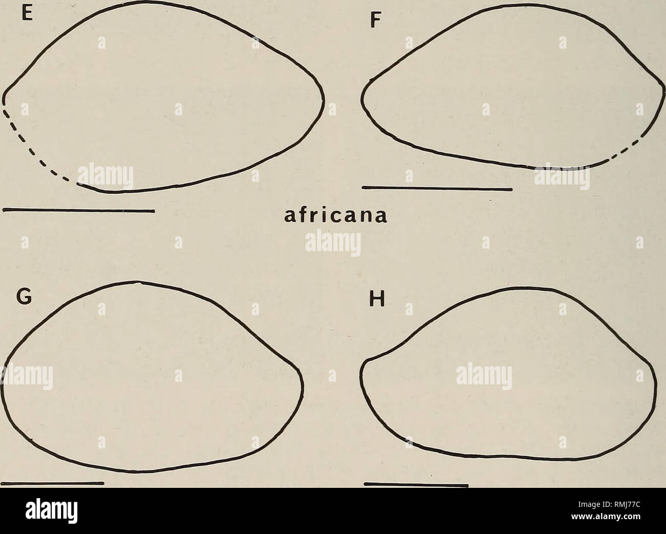 . Annali della South African Museum = Annale van die Suid-Afrikaanse museo. Storia naturale. andersoni aequalis. cfr africana Fig. 13. Schizzi di Bairdoppilata. A. B. andersoni Dingle, 1980, SAM-K5578, BH9 88,39 m, LV, quello campano II. B. andersoni Dingle, 1980, SAM-K5577, BH9 88,39 m, RV, campa- nian II. C. B. andersoni aequalis (Chapman, 1916), SAM-2736/20, Cava inferiore ha bisogno di Camp, LV, fine quello campano/early Maastrichtian. D. B. andersoni aequalis (Chapman, 1916), SAM-2736/17, Cava inferiore ha bisogno di Camp, RV, fine quello campano/early Maastrichtian. E-F. B. africana (Chapman, 1916), SAM-2736/19, bassa Foto Stock