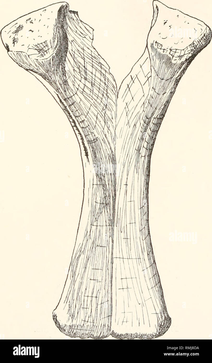 . Annali della South African Museum. Annale van die Suid-Afrikaanse museo. Storia naturale. La fauna e la stratigrafia della serie Stormberg. 42.r &gt; africanus n. sp. Il tipo è nel South African Museum (cat. No. 3608). Vertebra sacrale. Fuse due vertebre sacrali sono conservati, privo di nervature sacrale e il neural spine. Essi sono probabilmente la prima e la seconda sacrals.. Fig. 40. Africanus Euskehsaurus, Htn. Ischia. Vista posteriore. X ^. La sezione anteriore centrum lias una lunghezza di 140 mm.; la sua estremità anteriore è piatta ed ha una altezza di 120 mm e una larghezza di l:&GT;0 mm. I lati della scocca sono swol Foto Stock