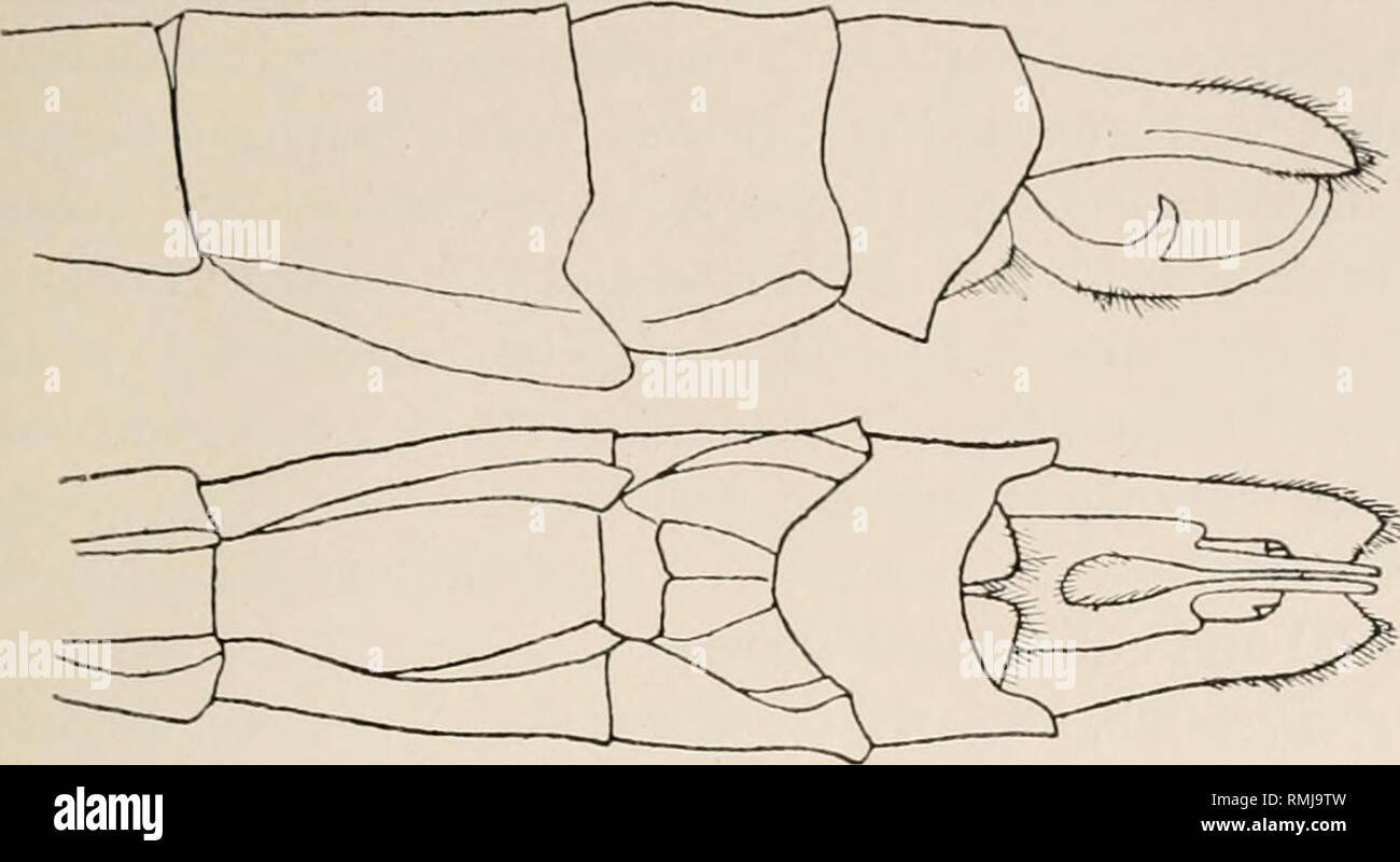 . Annali della South African Museum. Annale van die Suid-Afrikaanse museo. Storia naturale. Tli? Oilonata o libellule del Sud Africa. La giunzione di vertice della piastra occipitale in un angolo ottuso, quasi in pianura e hori/ontal, formando un angolo ottuso cresta sopra il ocelli. Cassa toracica placca modello IX, fig. b'. Gambe giallo, femori con due linee nere, iiit'Tnal lato di tibiae e tarso nero.. FIG. 57.-Onychogomphus supinus, £ . Barberton. Segmenti terminali, ventrale e vista laterale sinistra. Segmenti addominali 1-2 moderatamente dilatato, 3-6 cilindrica, piuttosto robusta, la metà posteriore della 7 a 9 gradualmente dilatata, Foto Stock
