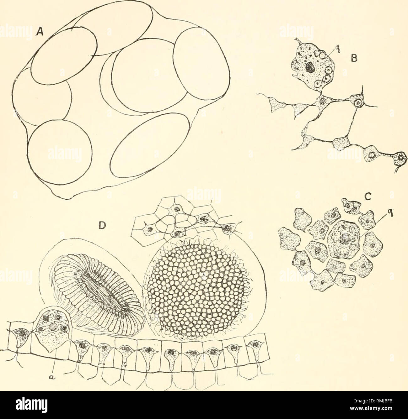 . Annali della South African Museum. Annale van die Suid-Afrikaanse museo. Storia naturale. 460 Annali della South African Museum. Protoplasti variano in dimensioni da 5 a 8 p. Il record è interessante, poiché è il primo dalla Provincia Orientale. Da quanto precede il Volvox che segue ora sembra differire B. a. FIG. 5.- V. Rousseletii f. nov. kaokoensis. Un, asessuale cenobio con 8 figlie. x 60. B, C, cellule somatiche e gonidia (g) in vista di superficie. x 1000. D, globoids Sperma e cellule periferiche, (a) cella antheridial. x 900. in certi aspetti, principalmente sotto forma di oospore, b Foto Stock