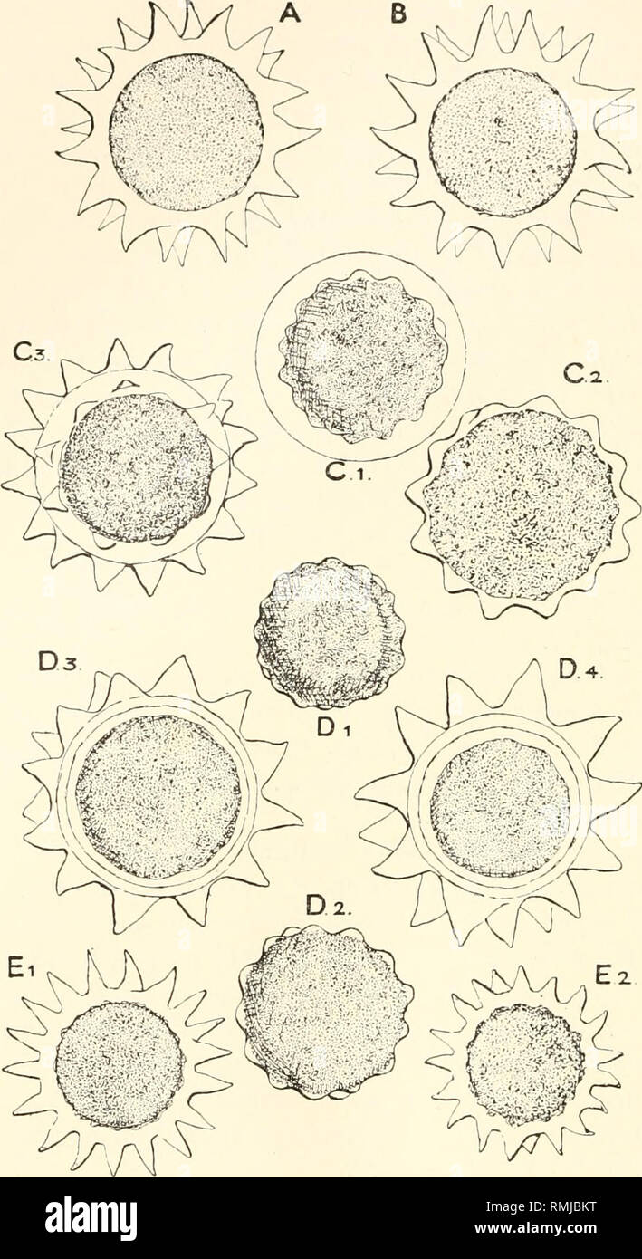 . Annali della South African Museum. Annale van die Suid-Afrikaanse museo. Storia naturale. 458 Annali della South African Museum. C3.. FIG. 4.- Fo?i'oa; oospores. A, B, V. Roussehtii. A da Ussangu. B da Rietfontein. C V. capensis, dal capo appartamenti. D, V. capensis f. rhodesiensis, dal vecchio N'gamo. E, V. amboensis. C e D mostrano diversi stadi di sviluppo. A,B,C3, Da, e D4 sono maturi oospores con completamente sviluppato exospore. D3 e D sono dallo stesso cenobio. Tutte le figure x 600.. Si prega di notare che queste immagini vengono estratte dalla pagina sottoposta a scansione di immagini che possono essere state digita Foto Stock