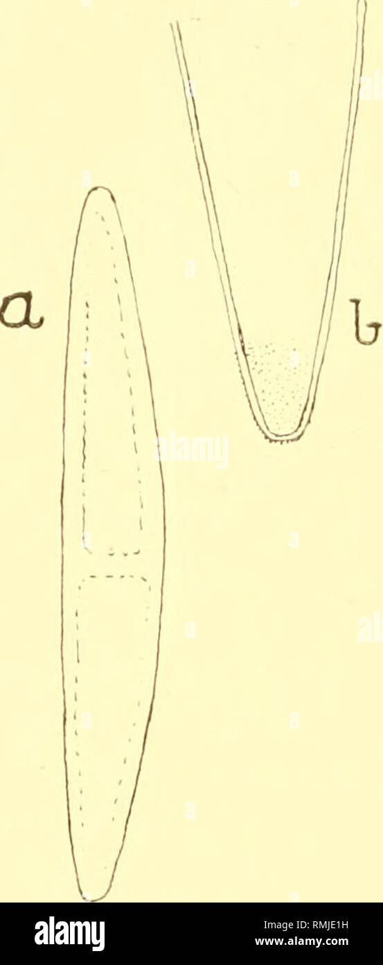 . Annali della South African Museum. Annale van die Suid-Afrikaanse museo. Storia naturale. 546 Annali di Smith Museut africana truncatum, ma i sigg. West (lc. cit., p. 148) ritengono che il carattere è così variabile che non è sufficiente per giustificare una speciale varietà; nel campione 3, tuttavia, tutti i campioni si vede possedeva questo carattere a un molto pronunciata misura. G. S. West ha già registrato C acerosum provenienti da altre parti del Sud Africa. 6. Closterium libellula, Pocke, Physiol. Stud., 1847, p. 58, Tab. Ill, fig. 29. (Syn.: Penium libellula (Focke), Nordst.; W. &AMP; G. S. West, op. ci Foto Stock