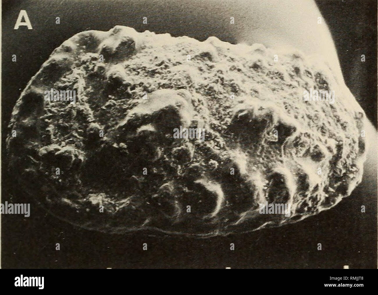 . Annali della South African Museum = Annale van die Suid-Afrikaanse museo. Storia naturale. TURONIAN. CONIACIAN E SANTONIAN OSTRACODA 173 età e distribuzione stragulata Unicapella è noto alla gamma Coniacian IV (Mtubatuba) per Santonian III (False Bay) in Zululand. Genere Dutoitella Dingle, 1981 Dutoitella mimica Dingle, 1981 Fig. 26A-B GENERE C sp. Bate, 1969, in Bate &AMP; Bayliss: 143, pi. 7 (fig. 15). Trachyleberis schizospinosa Dingle, 1971b: 406-408, fig. 10 {partim). Mimica Dutoitella Dingle, 1981: 88-91, figure 37F, 41A-F, 42A-B, 43B, 44B. Commento un carapace usurato è stato recuperato Foto Stock