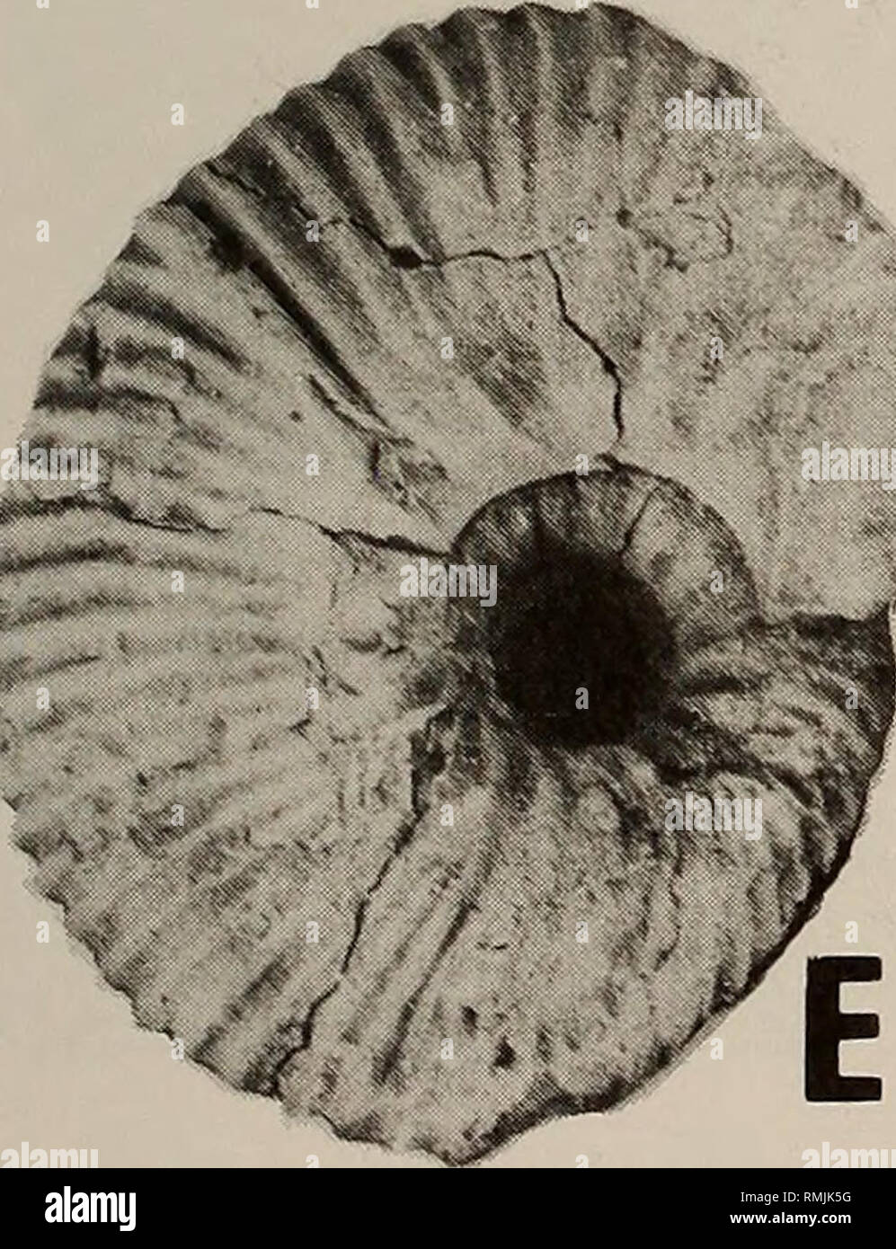 . Annali della South African Museum = Annale van die Suid-Afrikaanse museo. Storia naturale. **T?r^ F G Fig. 125. Olcostephanus {Olcostephanus) baini baini (Sharpe) (?). A-B. Viste frontale e laterale di un campione nel South African Museum, 0,44 x. C-D. Laterale e viste frontali di SAM- PCU1533, un macroconch immaturi, x 0,75. E-G. Laterale, frontale e viste in sezione trasversale interna di vortici di SAM-PCU1533, x 0,75.. Si prega di notare che queste immagini vengono estratte dalla pagina sottoposta a scansione di immagini che possono essere state migliorate digitalmente per la leggibilità - Colorazione e aspetto di queste illustrazioni potrebbero non p Foto Stock