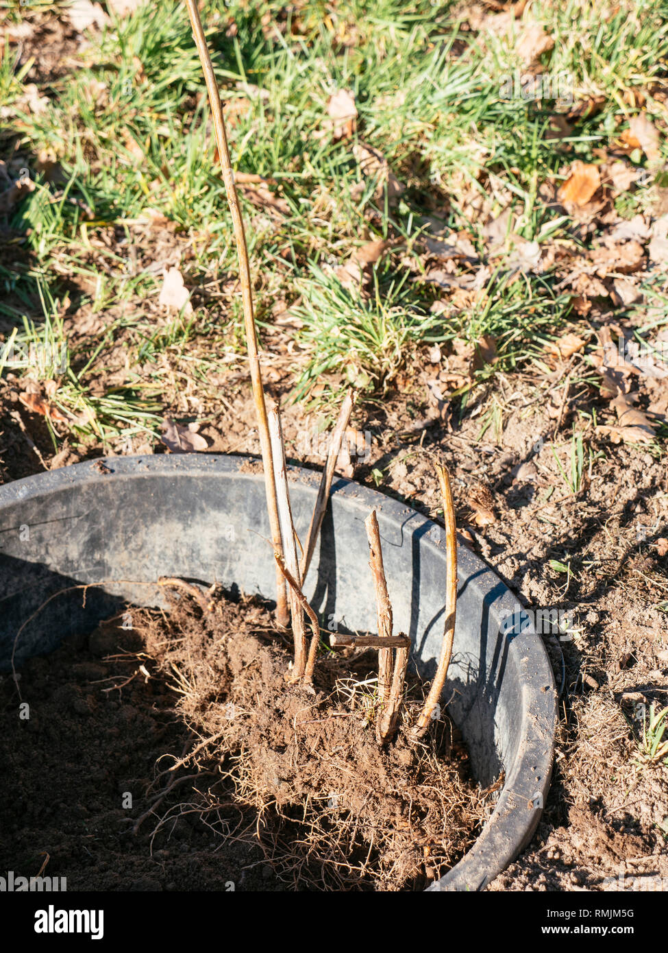 Blackberry (Rubus sezione Rubus) essendo piantato in un contenitore in plastica per confinare le radici. Foto Stock