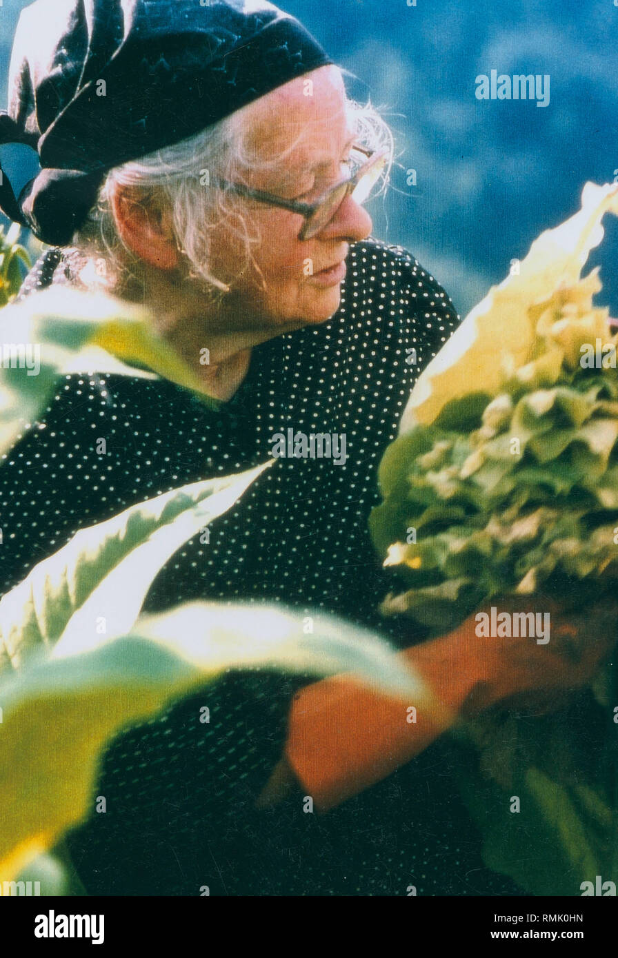 Una vecchia donna tabacco dei raccolti in un campo di Eichsfeld nel sud della Bassa Sassonia. Foto Stock