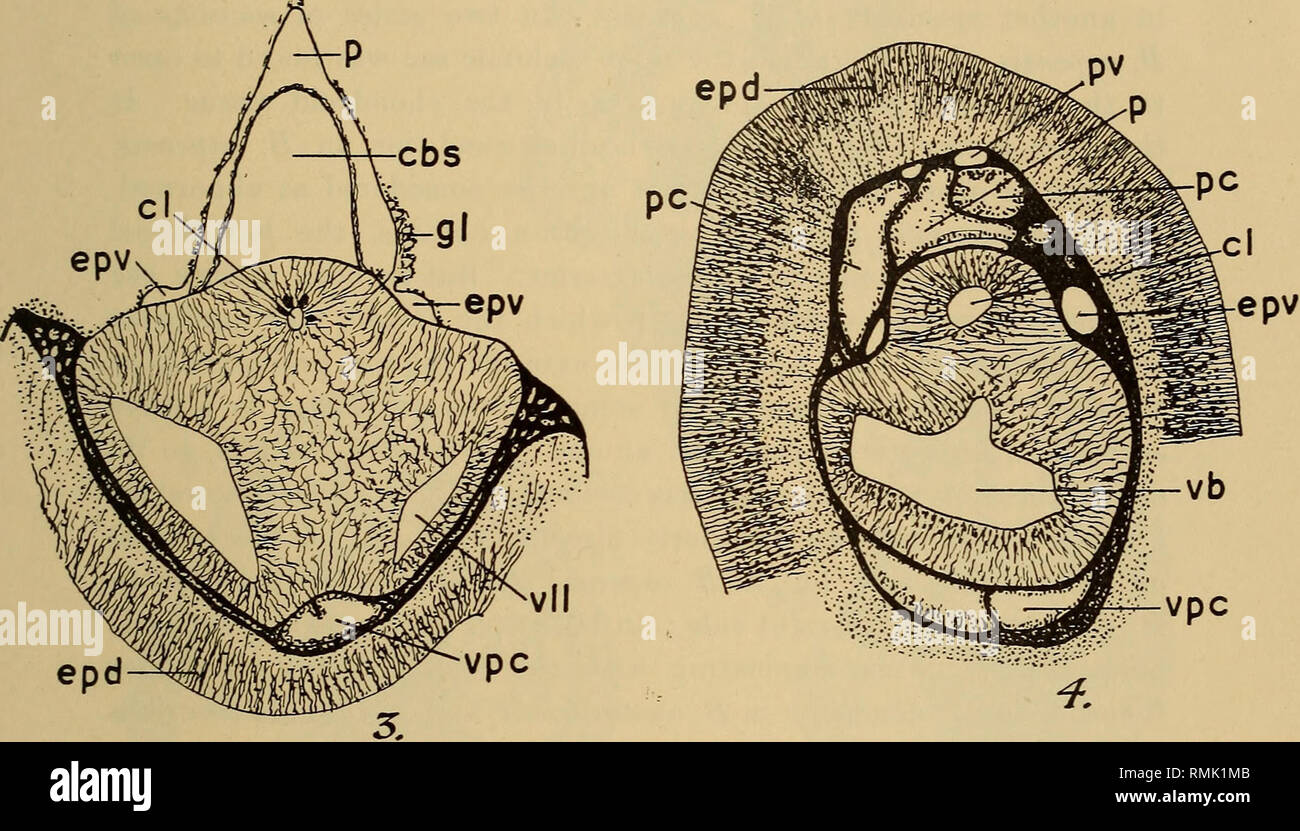 . Annali della South African Museum = Annale van die Suid-Afrikaanse museo. Storia naturale. Su un nuovo South African specie di Balanoglossus. 73 sono alcuni di più ma più sottili vasi sanguigni, senza tuttavia alcuna traccia di un setto. È solo a livello della sacca ventrale del stomochord che il setto viene visualizzato, separando le due coelomic ventrale blind-sac; ma anche qui non è completa in quanto vi è un grande foro in esso (fig. 3). Tuttavia il setto si estende all'estremità caudale della tenda-sac, che tuttavia non sono profonde, come essi cessano alla estremità anteriore dello scheletro. Fig. 3.-Balan Foto Stock