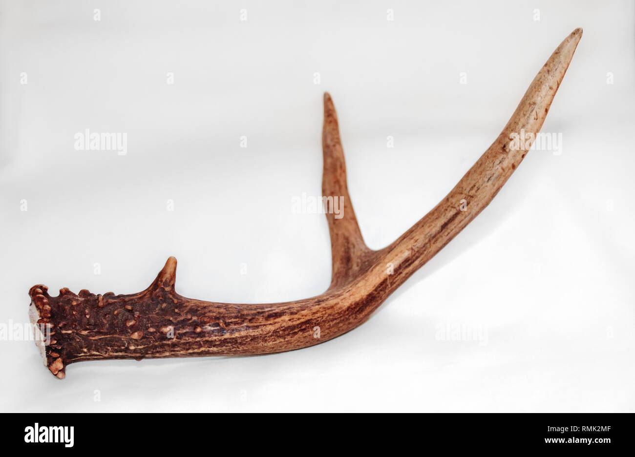 Un singolo passo di corna da un maschio Blacktail deer è impostata su uno sfondo bianco in luce naturale, fornendo contrasti di consistenza e di colore. Foto Stock