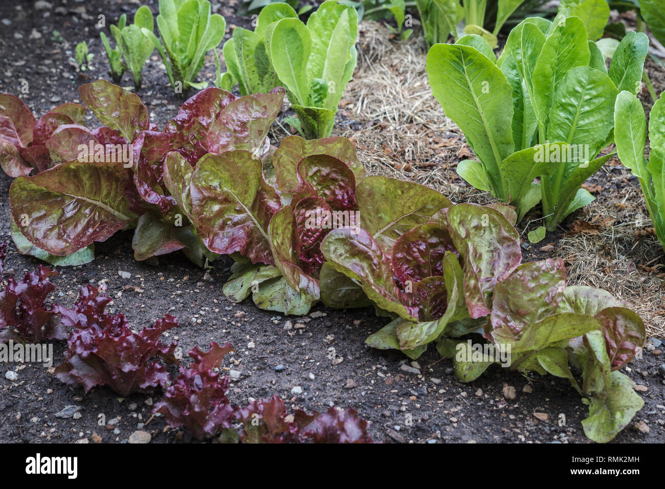 Tre varietà di verde e rosso e le lattughe (Cos / Romaine, e cappuccina looseleaf tipi) crescere in un giardino nel cortile, parzialmente mulched da ritagli di prato. Foto Stock