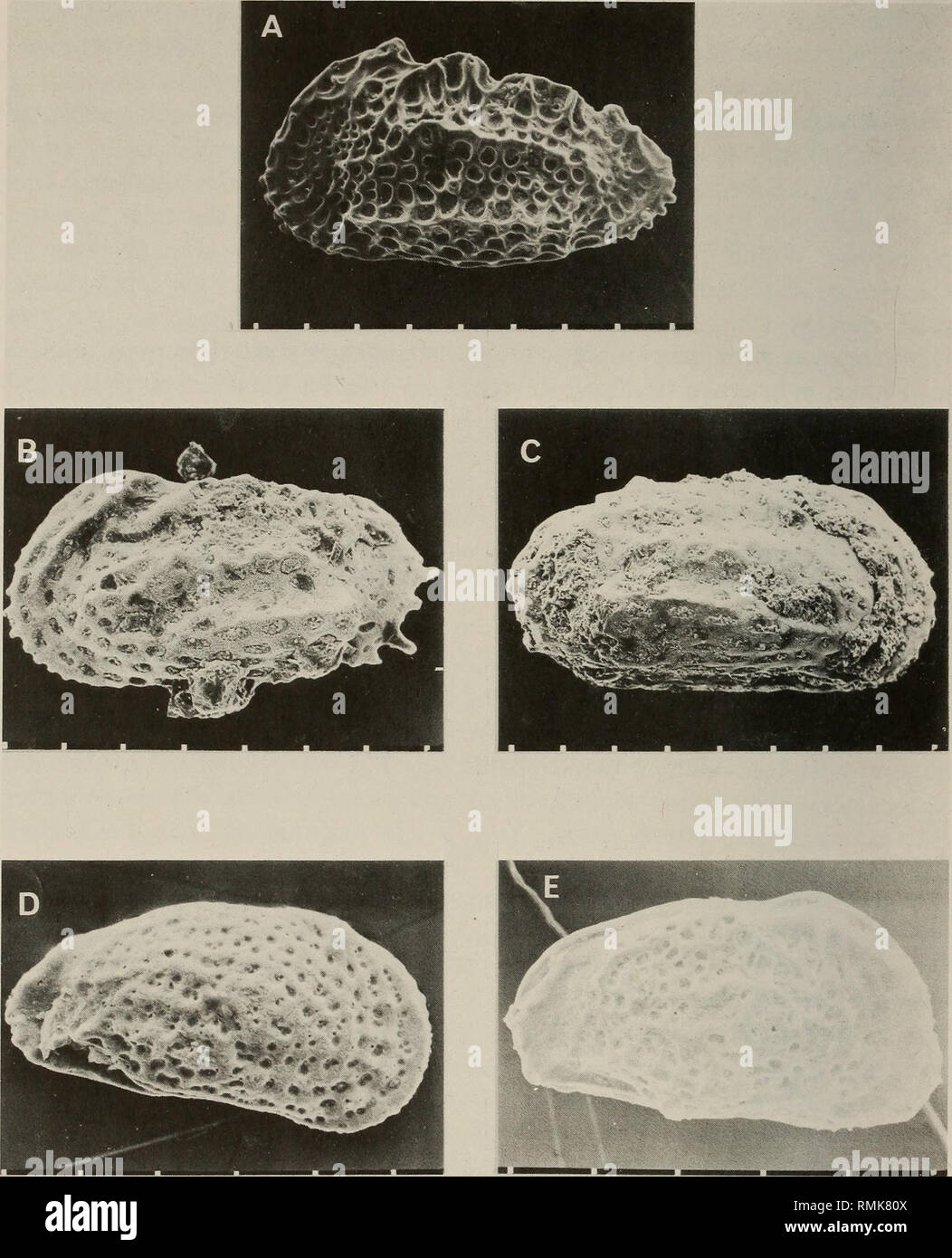 . Annali della South African Museum = Annale van die Suid-Afrikaanse museo. Storia naturale. 110 Annali della South African Museum. Fig. 52. A. Cythereis klingeri Dingle, 1980, SAM-K5617, BH9 82,03 m, LV, quello campano II. B-C. Cythereis transkeiensis Dingle, 1969, formazione Igoda Igoda estuario, fine quello campano/ early Maastrichtian. B. SAM-K5771, LV. C. SAM-K5772, RV. D. Gibberleberis elongata Dingle, 1980, SAM-K5773, BH9 88,76 m, RV, quello campano II. E. Gibberleberis sp. Un, SAM-K5774, località 110-14, Nibela Penisola, RV, quello campano II. Barre di scala tutti 100/a.. Si prega di notare che queste immagini sono extr Foto Stock