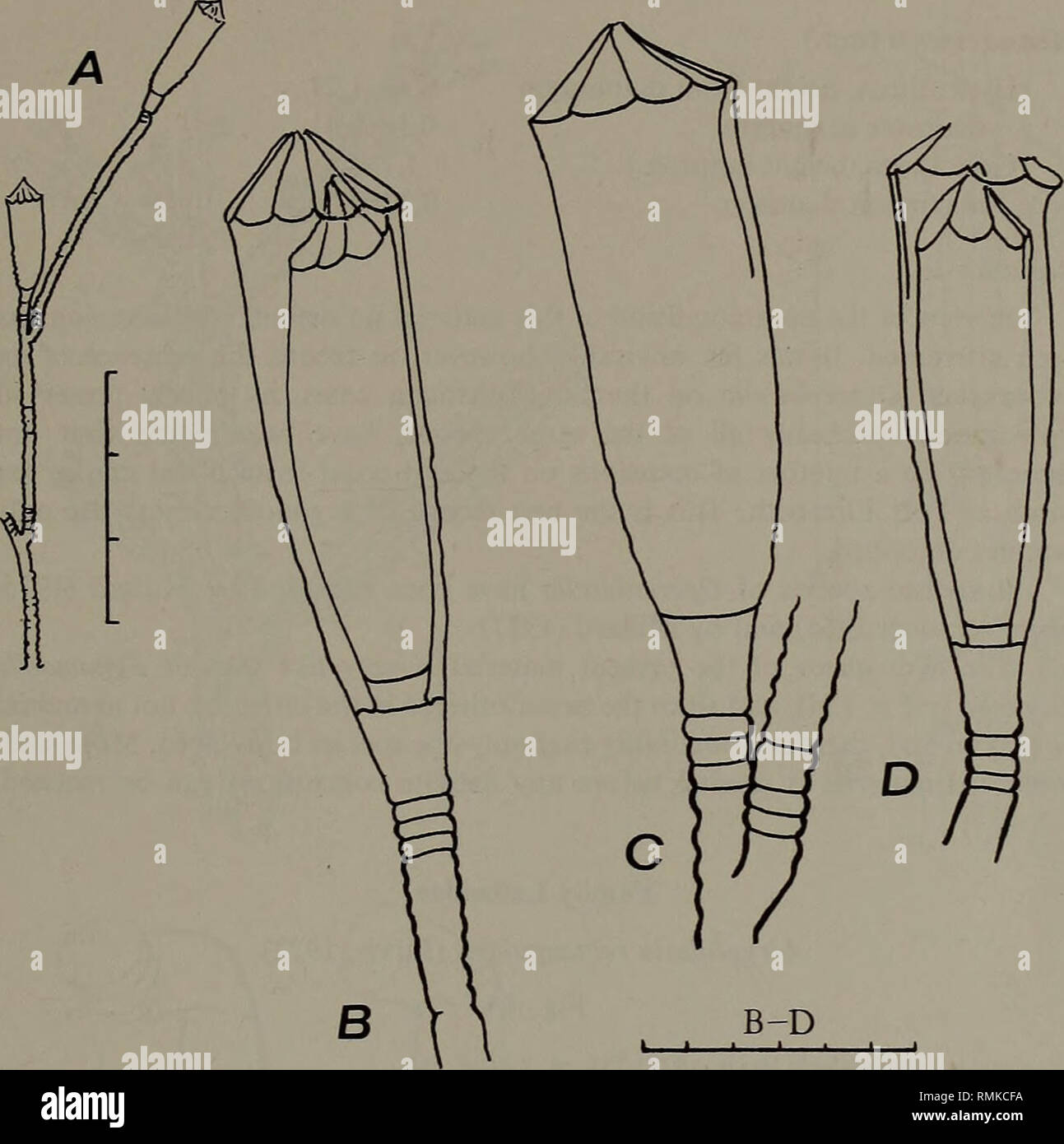 . Annali della South African Museum = Annale van die Suid-Afrikaanse museo. Storia naturale. Il South African Museum'S MEJRJNG CROCIERE NAUDE 137. Fig. 2. Lovenella Thornely corrugata. A. stelo. B-D. Hydrothecae. Scala: una in mm; B-D in mm/10. (SM 131 = SAM-H2945) cresce su Halecium beanii e infertili. Entrambe le colonie in cattive condizioni. Descrizione stolonial Colonia. Hydrothecae portati terminalmente su non ramificato pedicels e le colonie di raggiungere una altezza totale di 4,8 mm. Pedicel snello, con 2-4 annullamenti alla base e il resto solitamente liscia, ma talvolta con gruppi di 2-3 annullamenti in IRREG Foto Stock