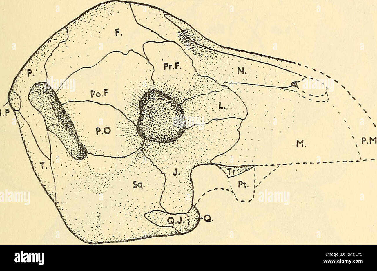 . Annali della South African Museum = Annale van die Suid-Afrikaanse museo. Storia naturale. Il cranio di TAPINOCEPHALUS e il suo vicino a parenti 157 3. Il postorbital bar è piuttosto ampia e massiccia. 4. Il posttemporal arch è moderatamente spessa e la fossa temporale è piccola e slitlike con la sua antero-posteriore di diametro molto piccolo. 5. La dorsale superficie parietale è solo moderatamente largo (177 mm.) e la larghezza interorbital è 107% della larghezza intertemporal. 6. La lunghezza antero-posteriore di parietali è piccolo (72 mm.); il frontale non è di grandi dimensioni.. Fig. 6. Phocosaurns megischion. V laterale Foto Stock
