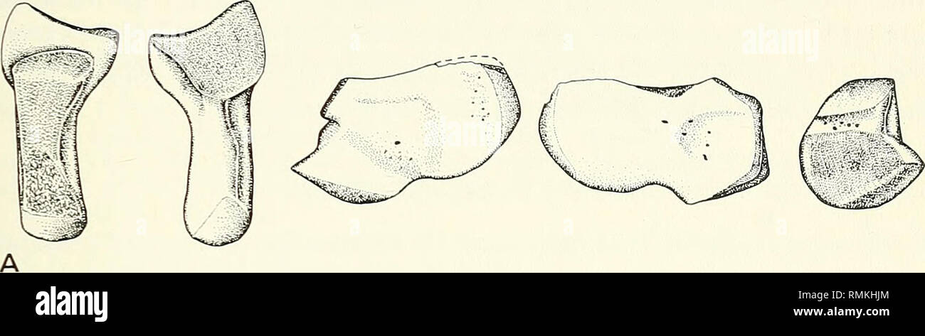 . Annali della South African Museum = Annale van die Suid-Afrikaanse museo. Storia naturale. NOTEOSUCHUS-più antichi noti RHYNCHOSAUR 55 4. Proporzionalmente più pesante delle ossa degli arti in Proterosuchus, corrispondente alla dimensione maggiore dell'adulto. È difficile valutare l'importanza relativa della testa e il post-craniale scheletro a stabilire relazioni filogenetiche, sebbene in pratica più importanza è quasi sempre dato cranici rimane. In vista della costanza di importanti funzioni craniale tra entrambi i primitivi (thecodonts Ewer 1965; Cruickshank 1972; Hughes 1963) e rh Foto Stock