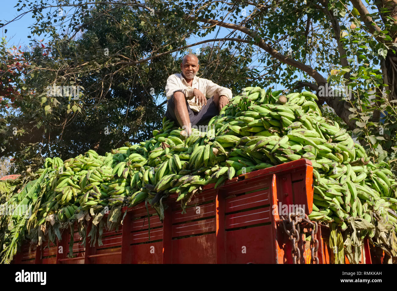 Il dipendente di una ditta di autotrasporti si siede su un truckload di banane acerbe, arrivato dal Tamil Nadu al mercato Matunga in Mumbai, India Foto Stock