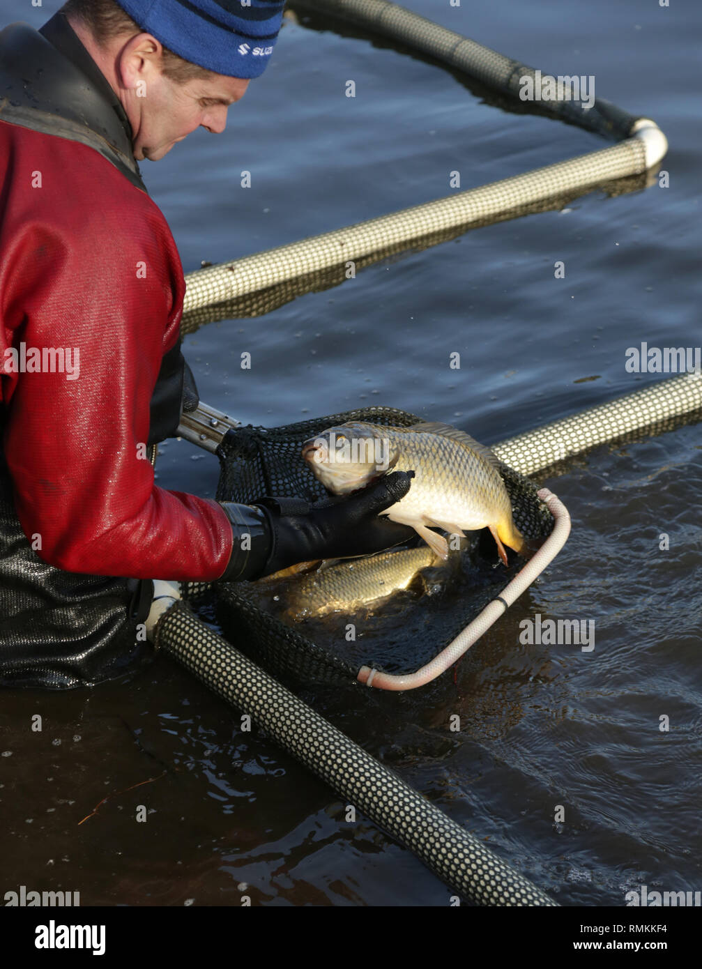 L'agenzia dell'ambiente effettuando i pesci controlli sanitari in un lago  in Maria Stevens park, Stourbridge, Regno Unito Foto stock - Alamy