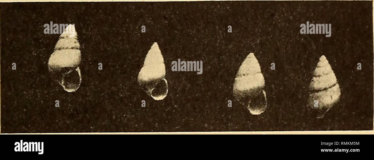 . Annali della South African Museum = Annale van die Suid-Afrikaanse museo. Storia naturale. Un sondaggio monografico sudafricano di non-marine Mollusca. Dimensioni 595, breve guglia e obesità estrema del corpo whorl distinguerlo da tutte le specie affini. Isoscele Assiminea sp.n. (Testo-fig. 54.) Shell molto piccolo conoide, rimate, liscio, sbiancato. La guglia prodotta, fiancate piatte, dritti e regolari, apice acuto. Vortici 5, aumentare regolarmente, piatto, di solito con traccia di estremamente blunt angolazione periferico, rimanendo scultura composta di svenimento, quasi rettilineo verticale linee di crescita; la sutura v Foto Stock